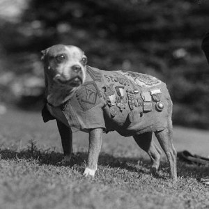 The incredible story of the dog Stubby during the war